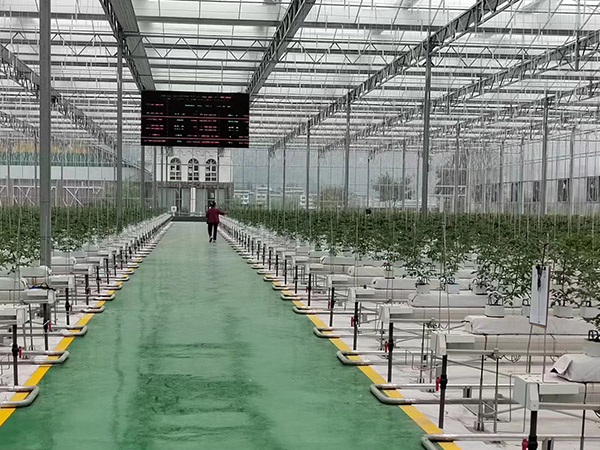 江西無土栽培培育
